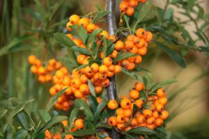Sea Buckthorn Powder