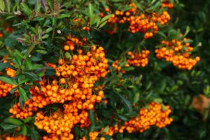Sea Buckthorn Powder