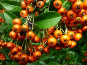 Sea Buckthorn Powder