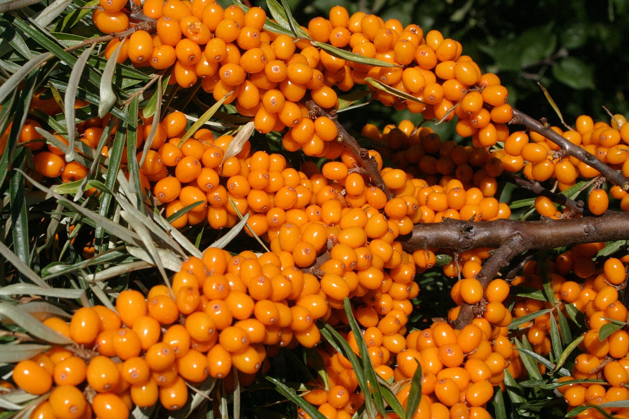 Sea Buckthorn Powder