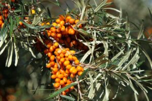 Sea Buckthorn Powder