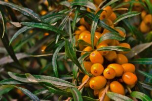 Sea Buckthorn Powder